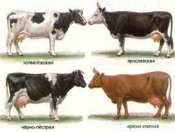 О молочных породах коров в Ижевске - Производственная компания Унимилк